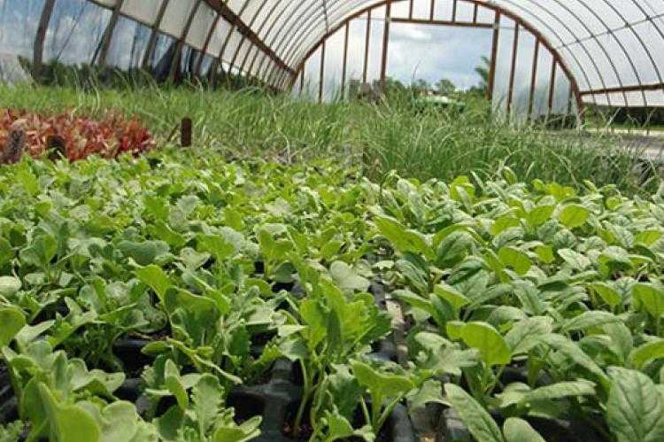 Выращивание редиски в теплице: когда правильно сажать овощ и от чего зависят сроки?