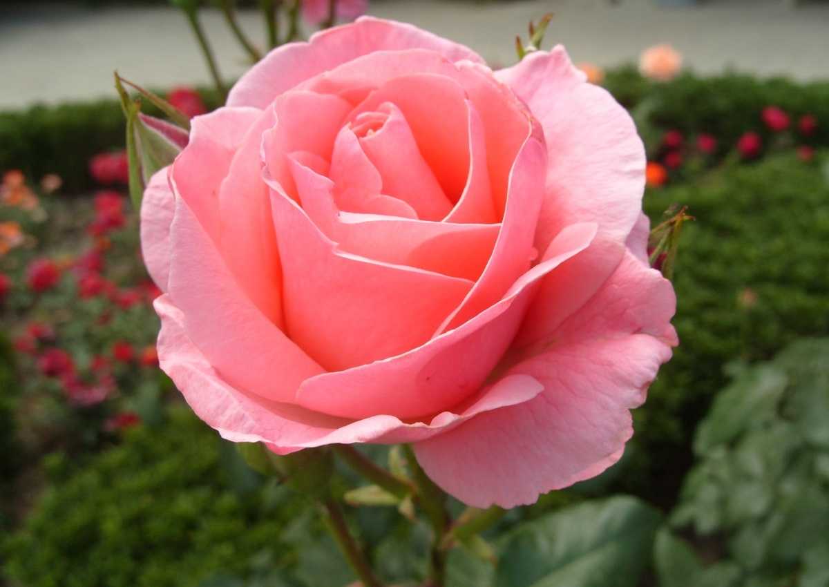 Садовые Розы Сорта И Виды Фото — Картинки фотографии