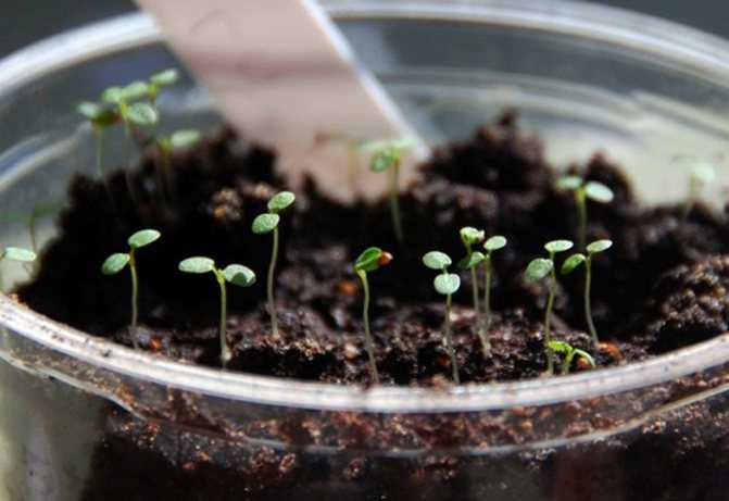 Размножение малины семенами: особенности проращивания, когда сажать рассаду