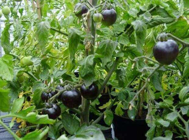Выращиваем на своем огороде томат «дикая роза» и наслаждаемся богатым урожаем крупных и сочных плодов