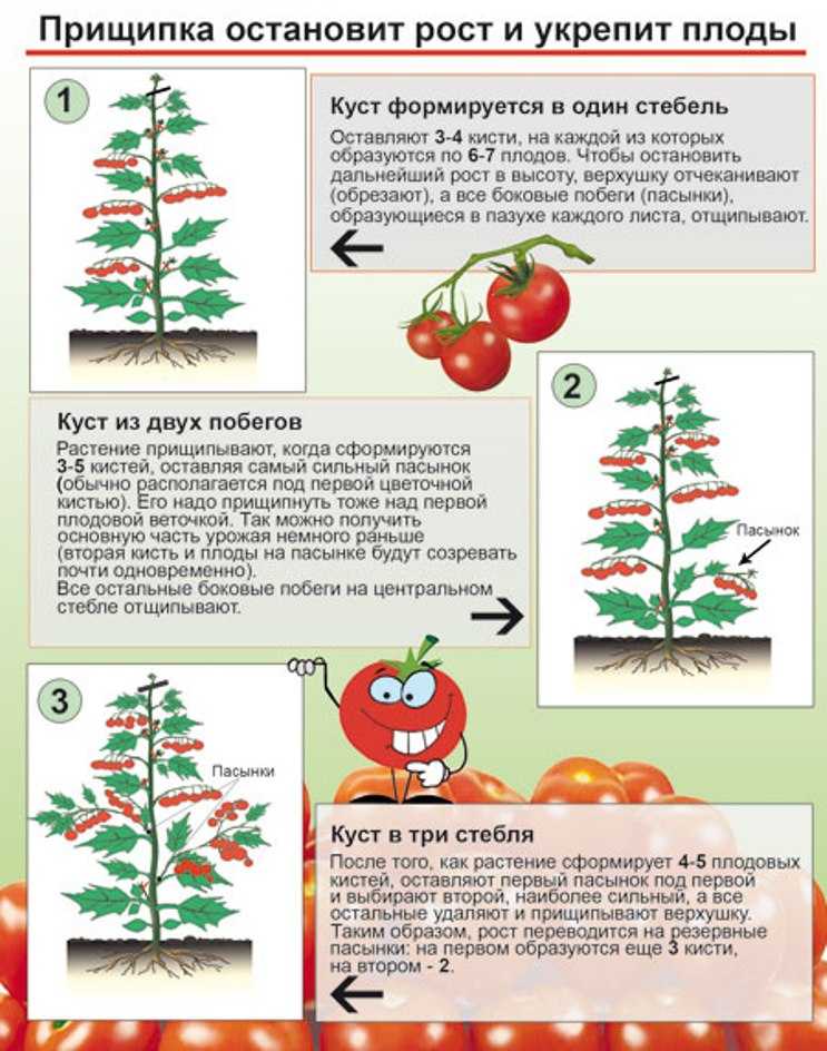 Как правильно обрезать помидоры: схема обрезки для теплиц и открытого грунта