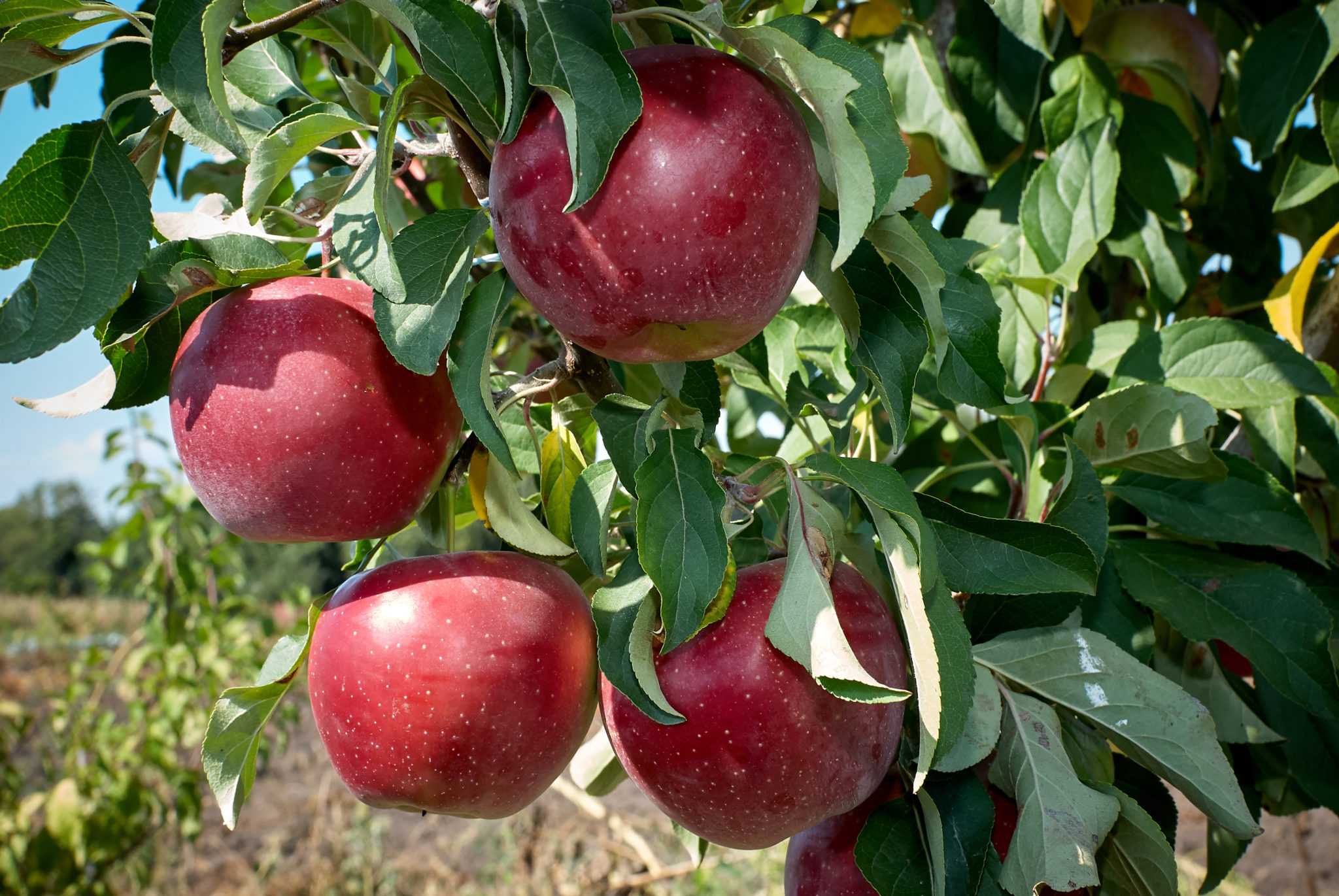 Подробная характеристика, особенности выращивания и ухода за яблоней «зимняя красавица»