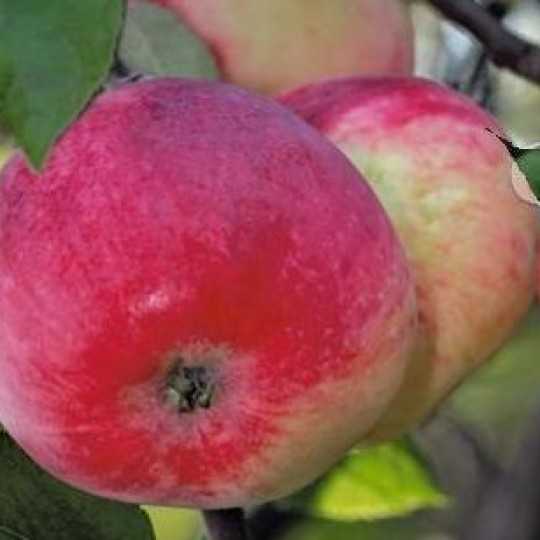 Высокоурожайная яблоня первый салют