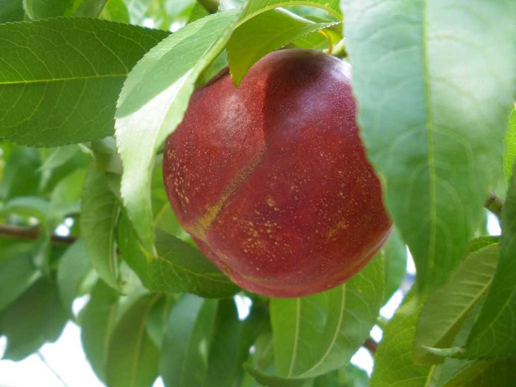 Нектарин это гибрид персика и сливы. виды