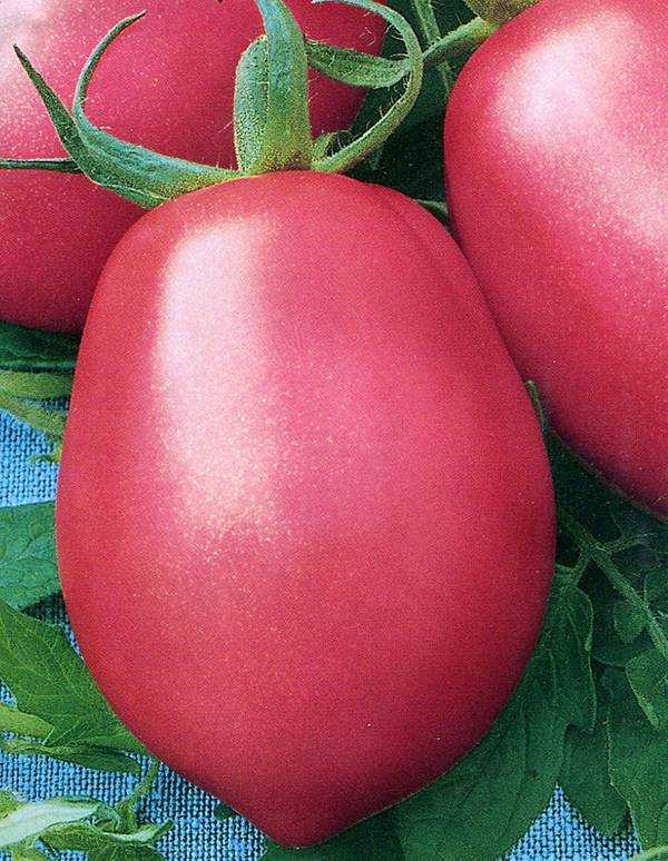 Сорт томата «де барао»: описание, характеристика, посев на рассаду, подкормка, урожайность, фото, видео и самые распространенные болезни томатов