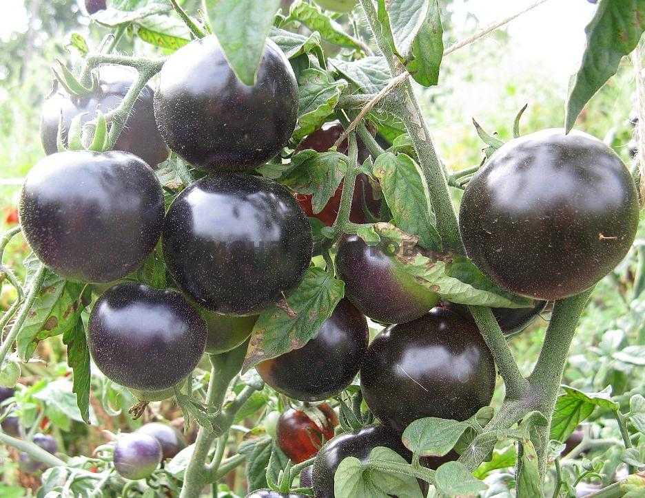 Описание сорта томата победитель и его характеристики
