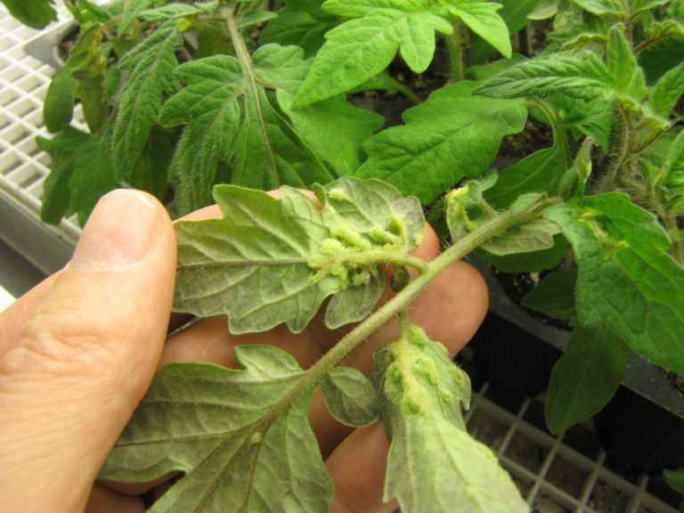 Как избавиться от совки на помидорах с помощью химических и народных средств, меры профилактики