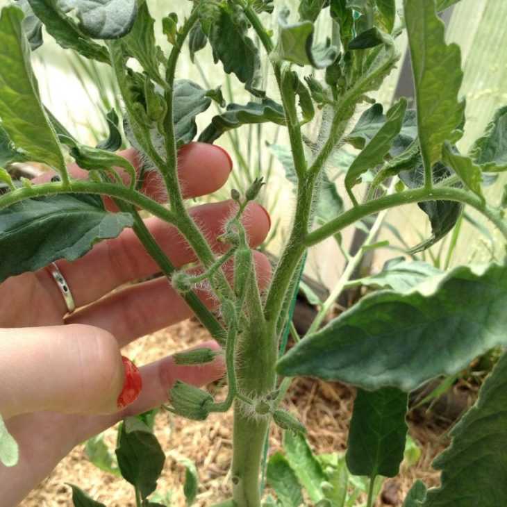 Обрезка помидоров в теплице – шаг к стабильному урожаю
