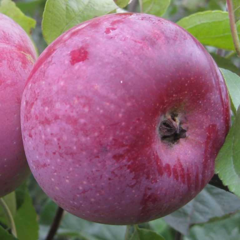 Описание позднезимней гибридной яблони сорта алеся