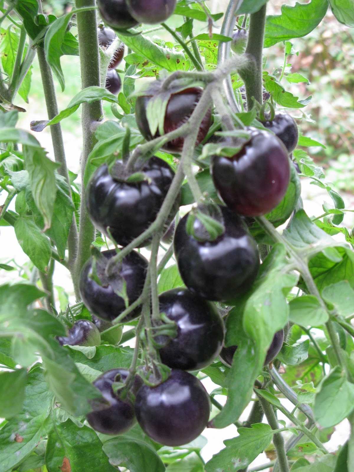 Характеристика и описание сорта томата марманде, его урожайность