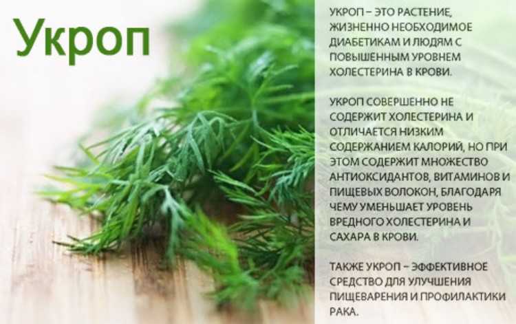Лук латук: польза, особенности выращивания и уход. какой бывает лук