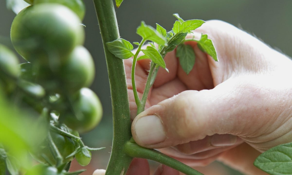Несложные моменты о том, как обрезать помидоры в теплице, чтобы был хороший урожай