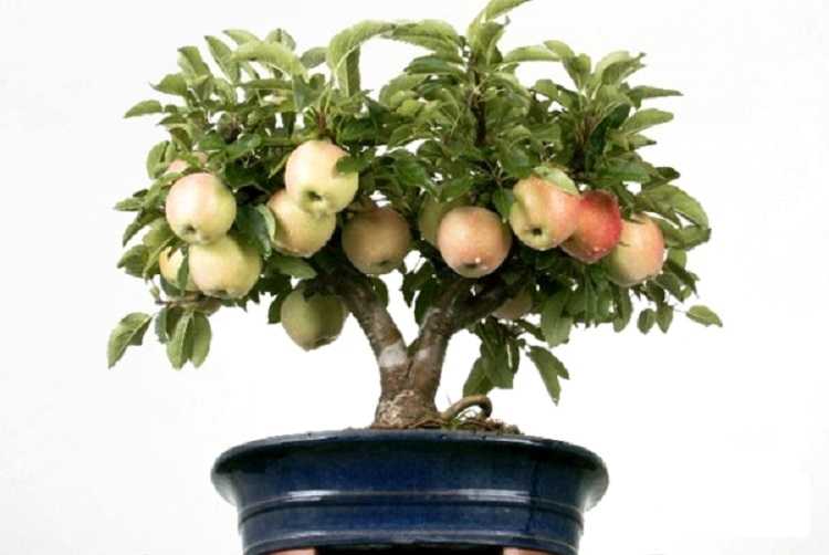 Как можно вырастить яблоню из семечка