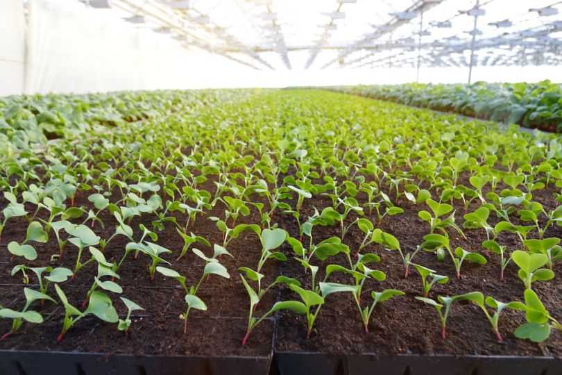 Выращивание редиски в теплице: когда правильно сажать овощ и от чего зависят сроки?