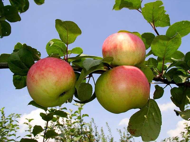 Вам нужны яблоки, идеальные для приготовления сока? посадите сорт «памяти ульянищева»