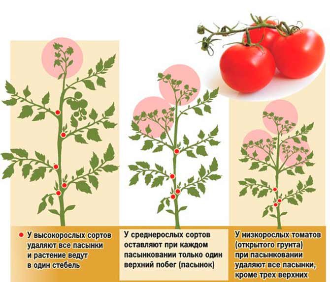 Обрезка помидоров в теплице схема