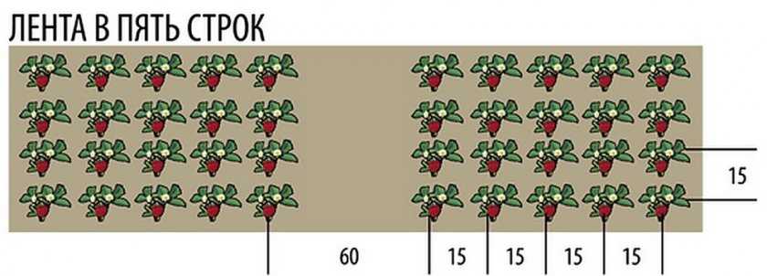 Расстояние между клубникой при посадке на грядке схема посадки