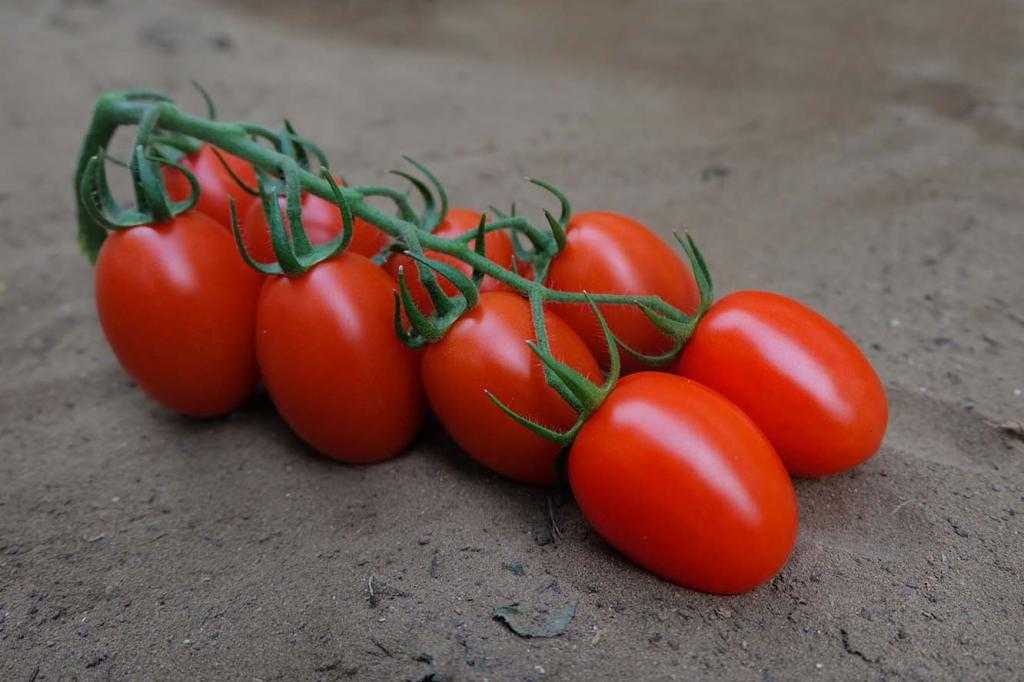 Сибирская тройка: описание сорта томата, характеристики помидоров, посев