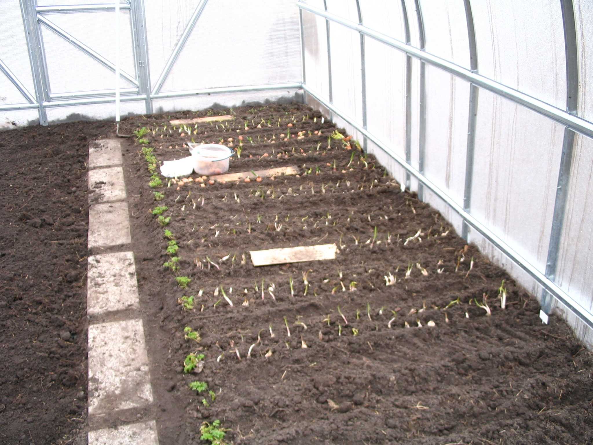 Сорта редиса для теплицы: когда сажать и как вырастить редис в теплице зимой с хорошей урожайностью?