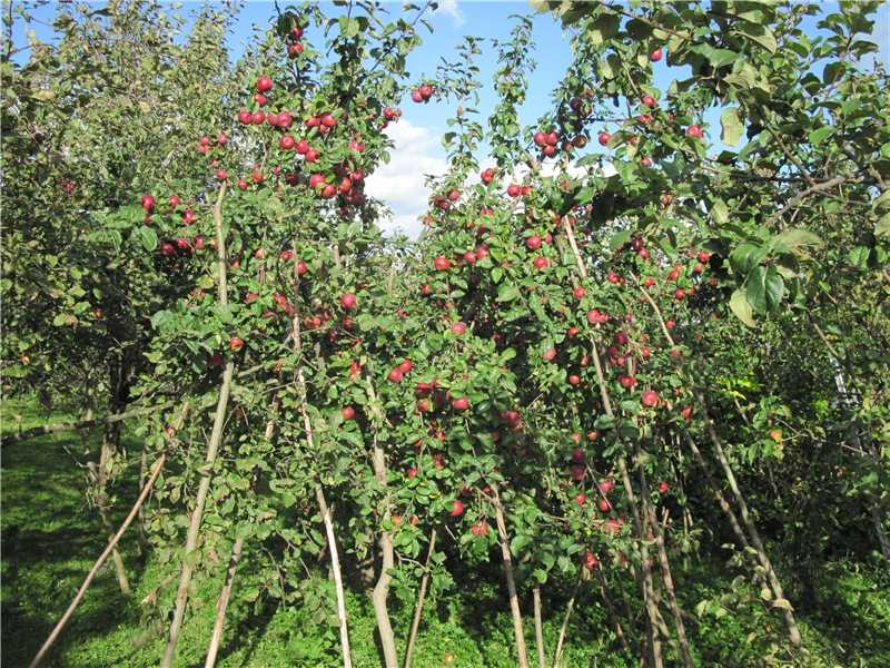 Яблоня алеся: описание сорта, особенности посадки и ухода