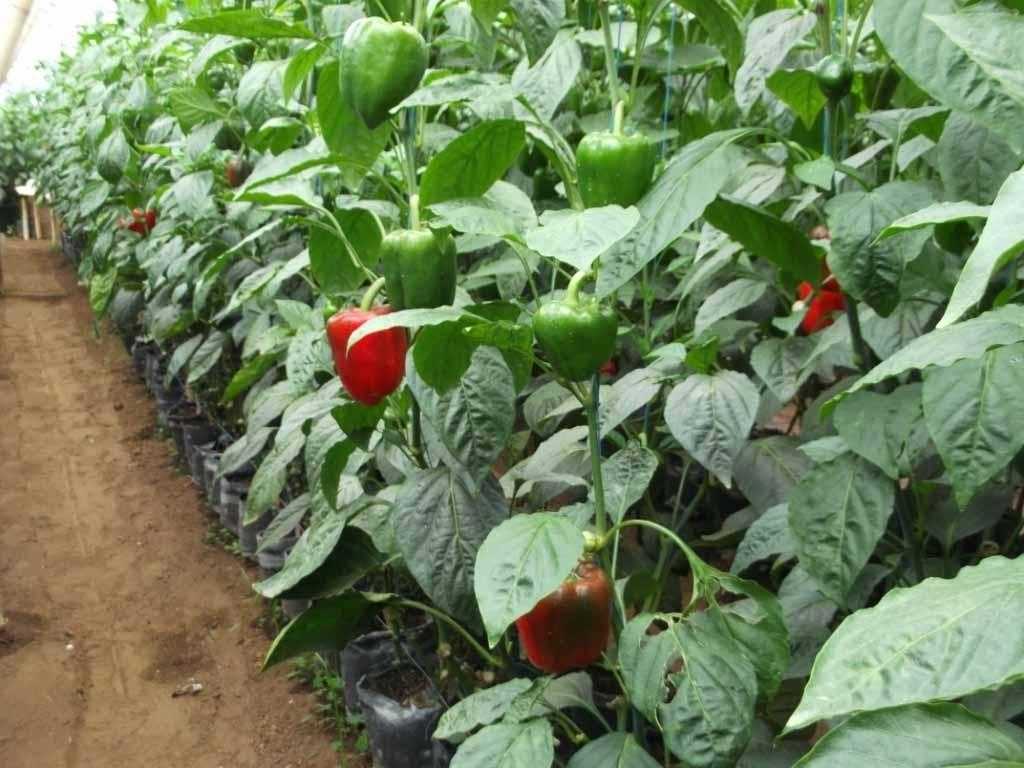 Подкормка перцев в теплице: удобрение и полив растений
