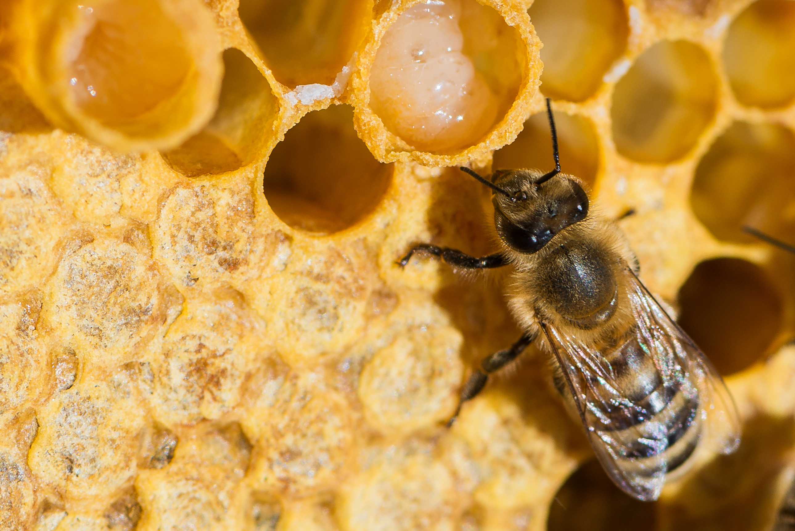 Пчелиное Маточное Молочко Где Купить Цена
