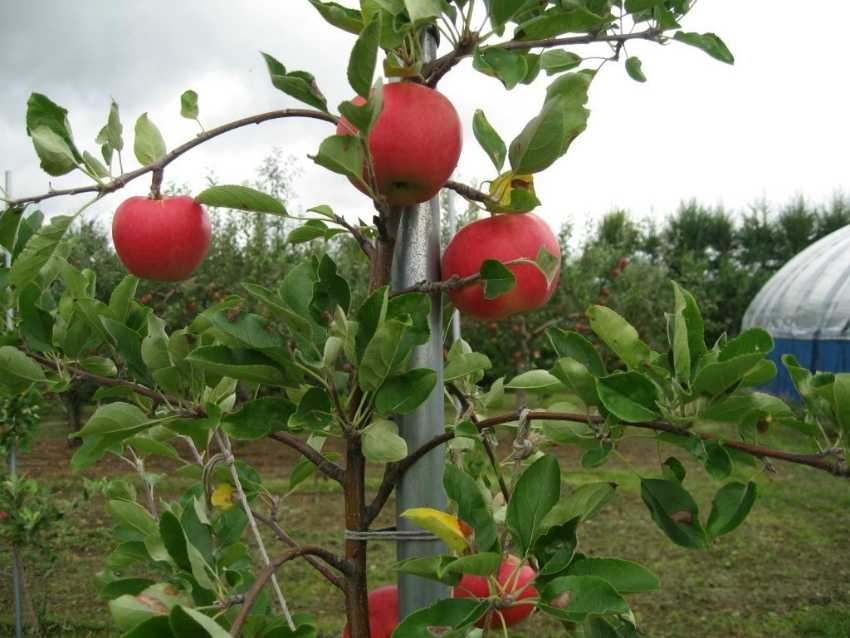 Как вырастить яблоню из семечка в домашних условиях: инструкция, видео