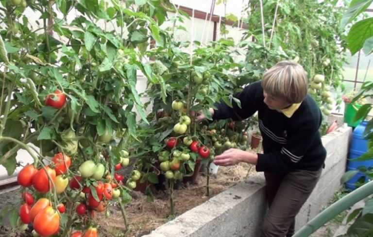 Основные правила – как поливать помидоры в теплице из поликарбоната 