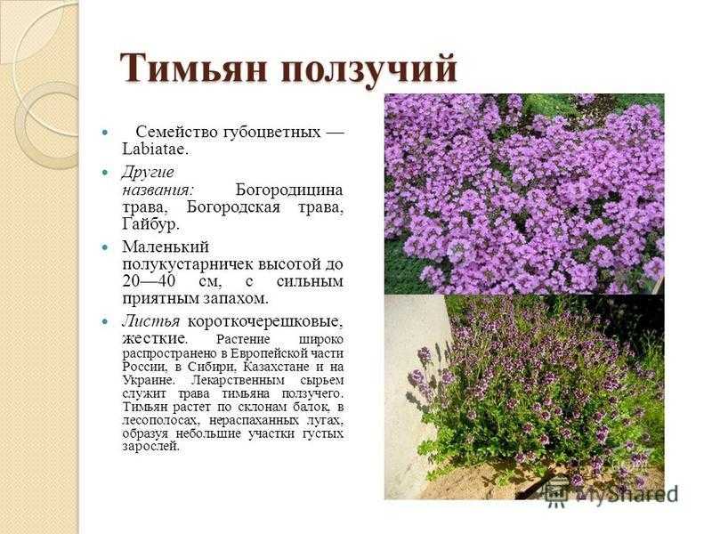 “чабрец: полезные свойства травы и противопоказания к применению”