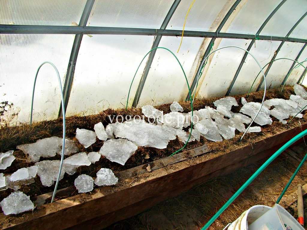 Выращивание редиса в теплице: как правильно сажать, в том числе и зимой на продажу, подготовка семян перед посевом, как часто поливать, а также уход за овощем