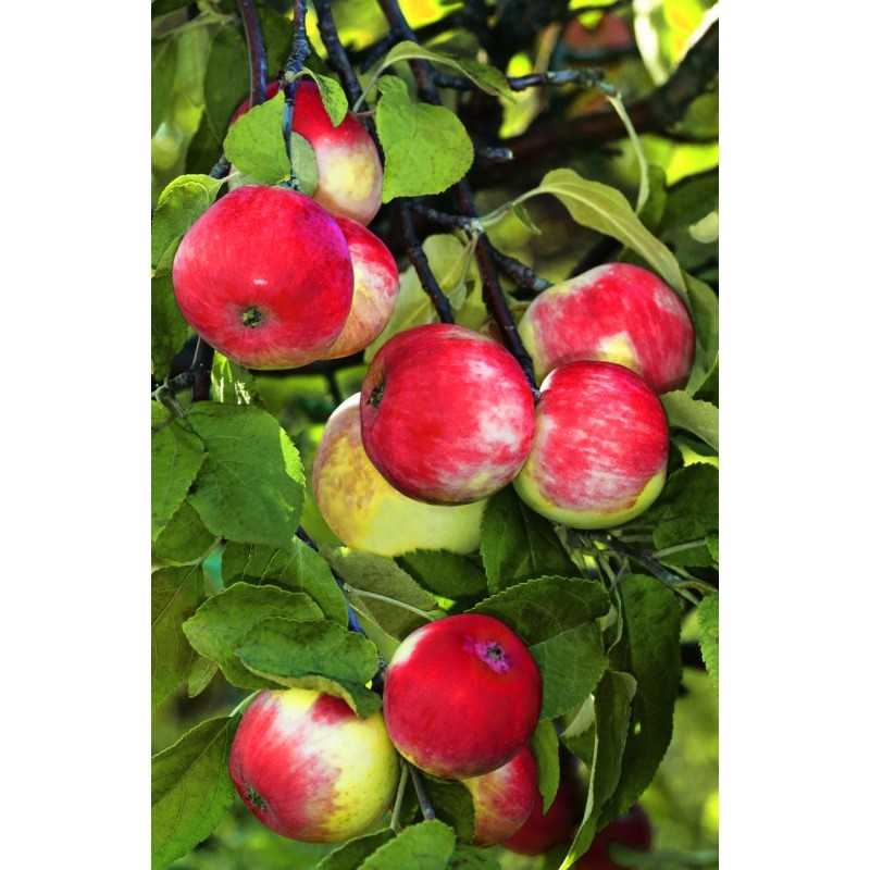 Чем славятся яблоки сорта солнцедар? полезная информация для садоводов
