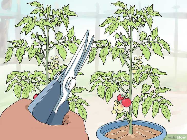 Обрезка листьев у томатов в теплице