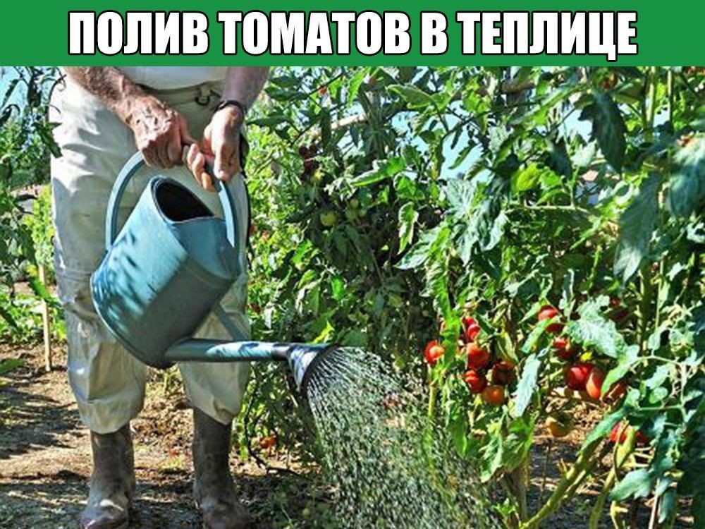 Как часто и правильно поливать помидоры в теплице, виды организации полива томатов