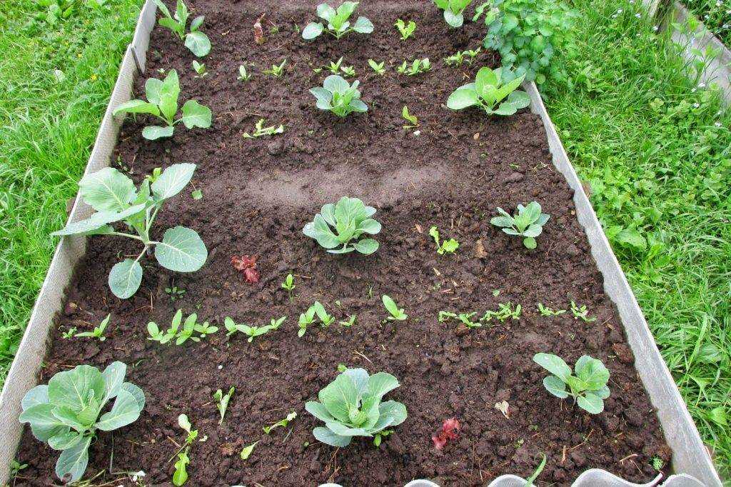 Как правильно посадить капусту на рассаду
