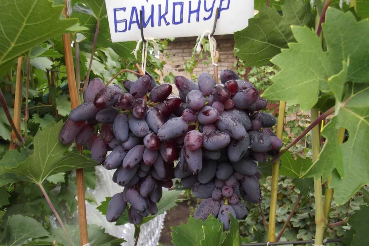 Виноград Байконур Сорта Фото