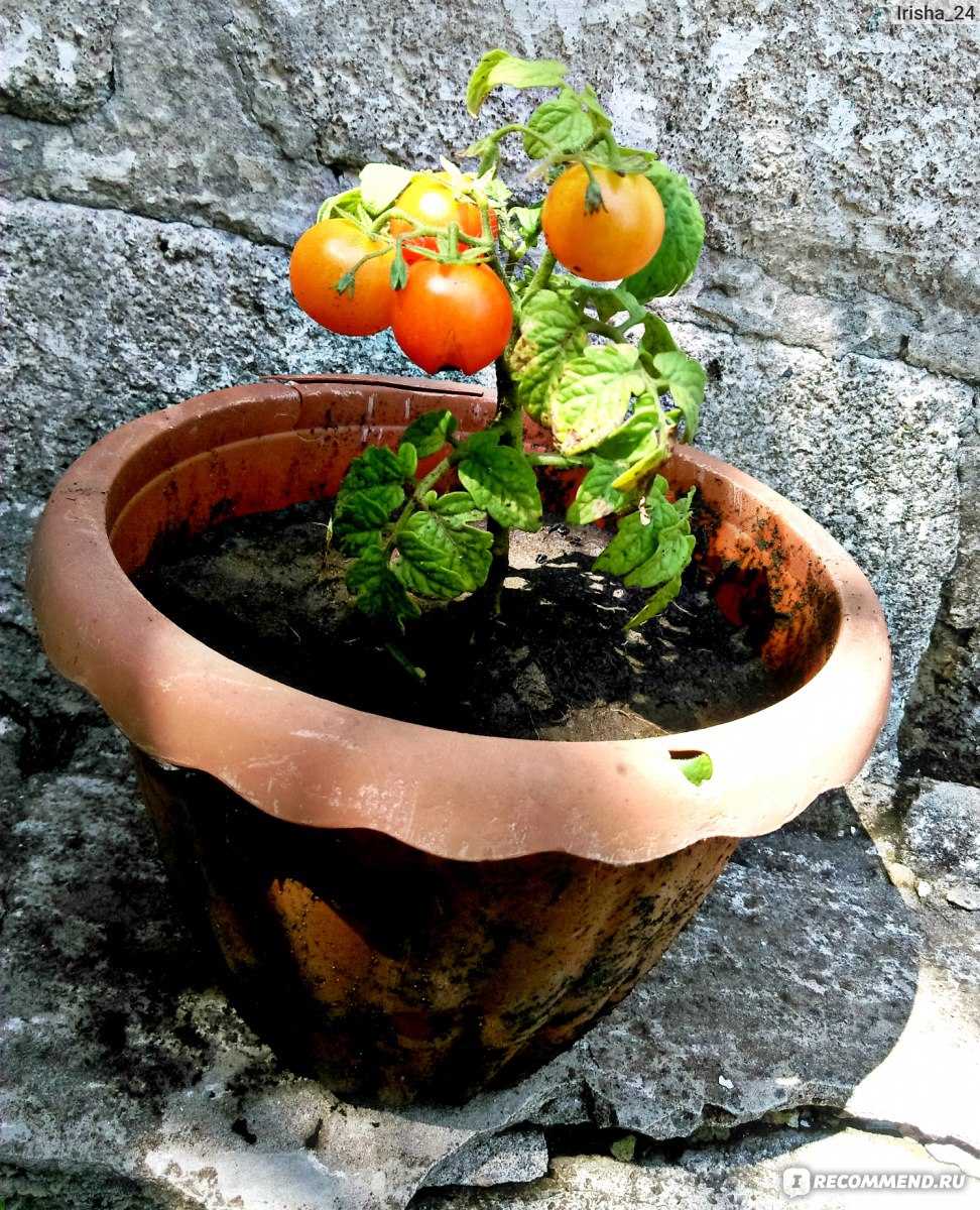 Как вырастить помидоры: агротехника возделывания хороших томатов правильно от а до я, а также секреты, как лучше осуществлять уход для получения большого урожая
