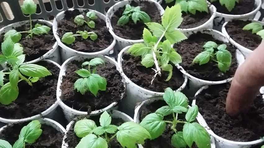 Выращивание малины из семян в домашних условиях. можно ли вырастить малину из семян?