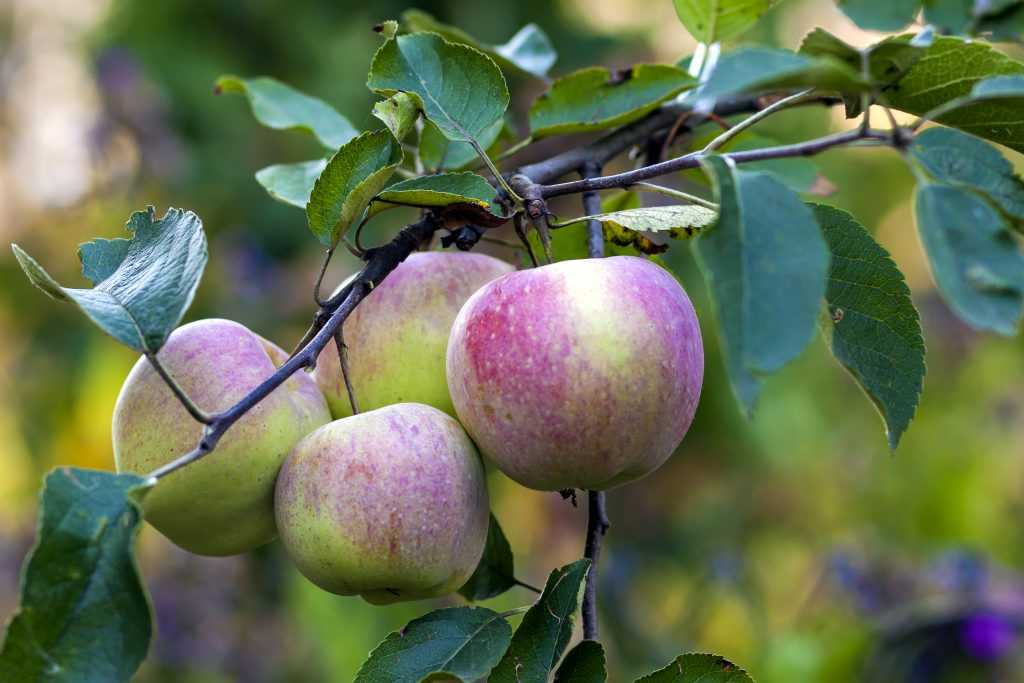 О яблоне солнцедар: описание сорта, характеристики, агротехника, выращивание