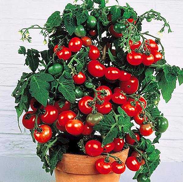 Выращивание томатов в горшках: плюсы и минусы огорода над землей, а также как выбрать подходящие сорта помидоров для посадки и каким образом получить хороший урожай?