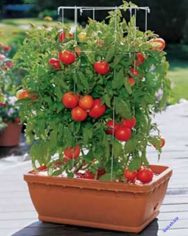 Как вырастить рассаду помидор в домашних условиях: от посева семян до высадки в грунт