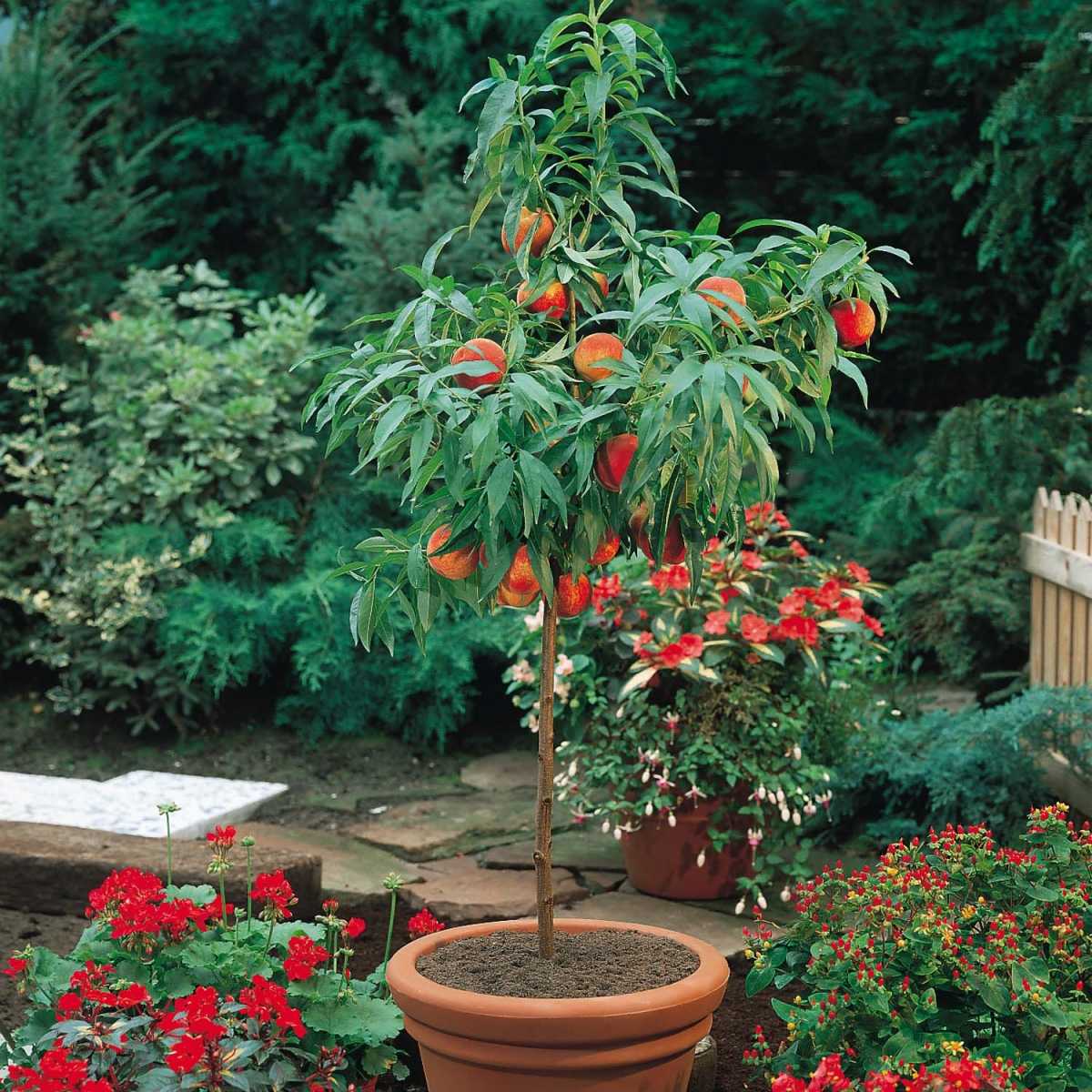 Как посадить персик из косточки и вырастить дерево