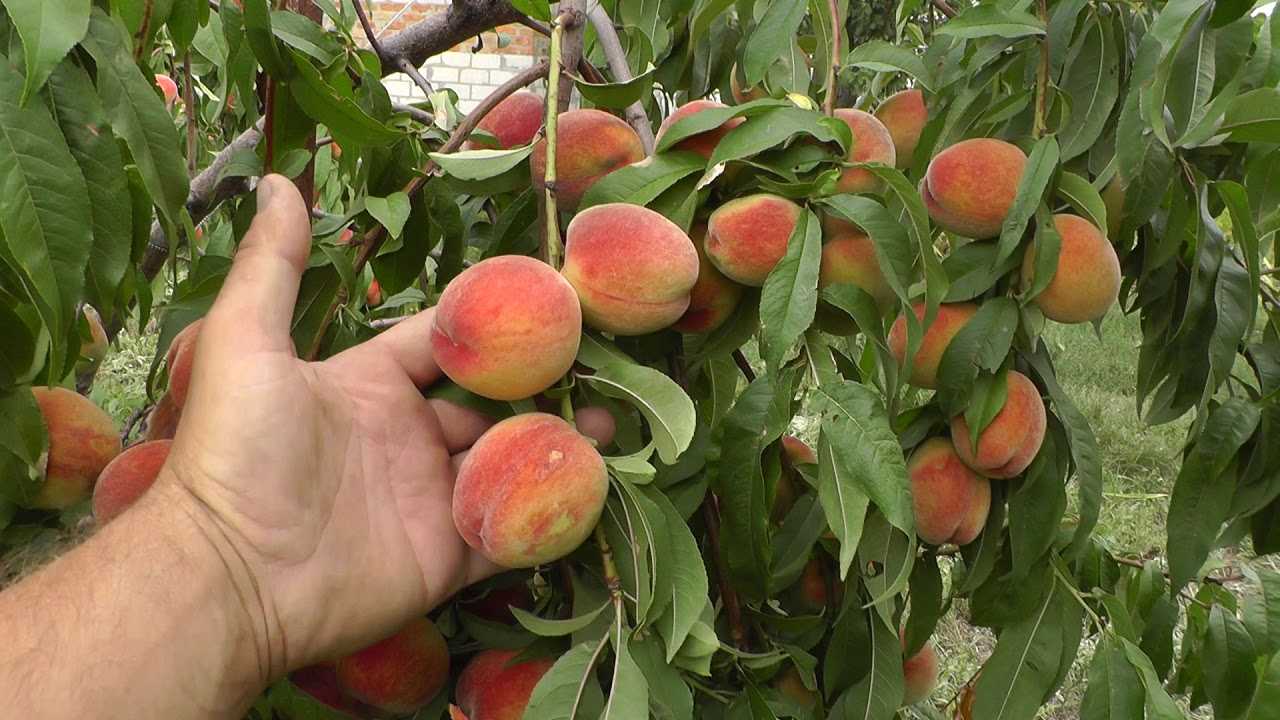 О выращивании персика из косточки в домашних условиях, как прорастить