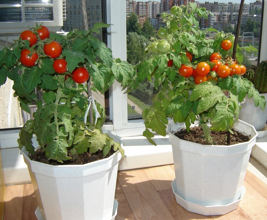 Какие могут быть нюансы при возделывании томатов или как правильно вырастить помидоры?