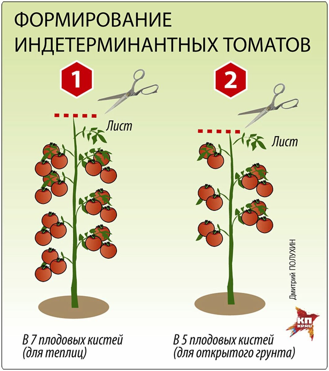 Как правильно пасынковать тепличные помидоры: схема и пошаговое руководство