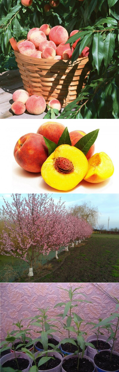 Нектарин это гибрид персика и сливы. виды