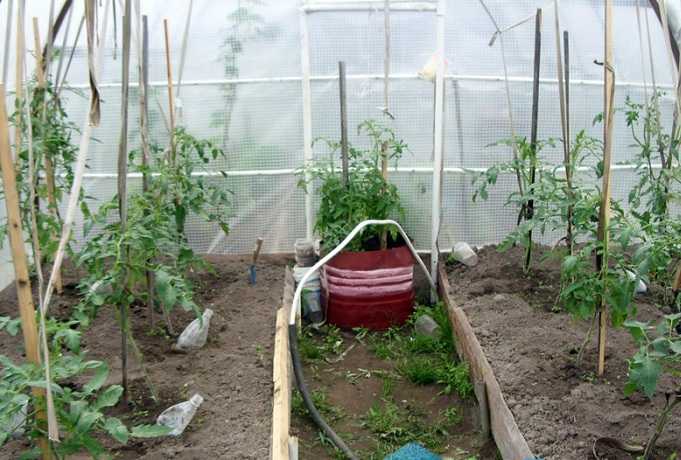 Как поливать помидоры в теплице из поликарбоната