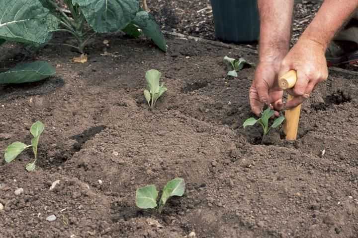 Как и когда высаживать рассаду капусты в открытый грунт на постоянное место