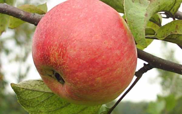 Яблоня веньяминовская: описание сорта и его фото, характеристики и особенности выращивания