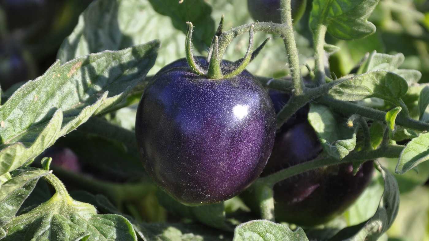 Технология выращивания томата «индиго роуз» для новичков и опытных фермеров