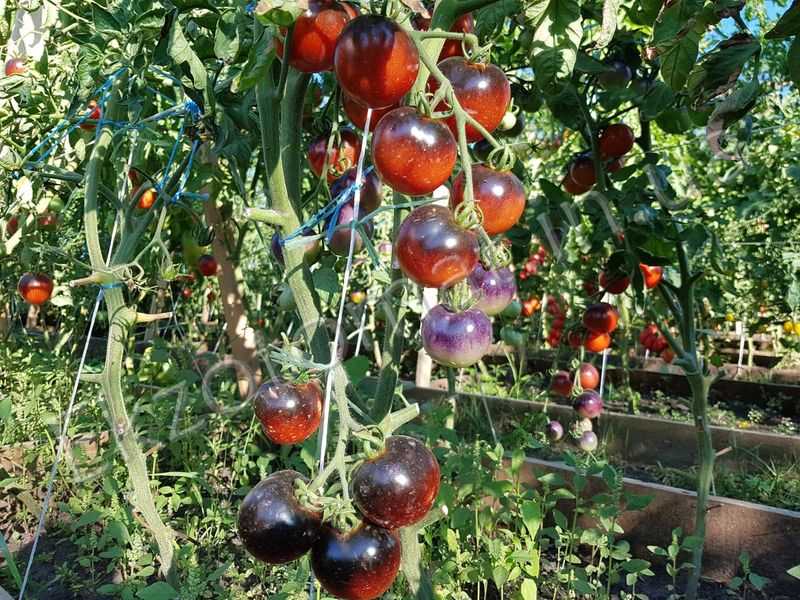 Выращиваем на своем огороде томат «дикая роза» и наслаждаемся богатым урожаем крупных и сочных плодов